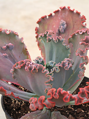 mauna loa succulent ECHEVERIA 'MAUNA LOA' – Cotswold Garden Flowers