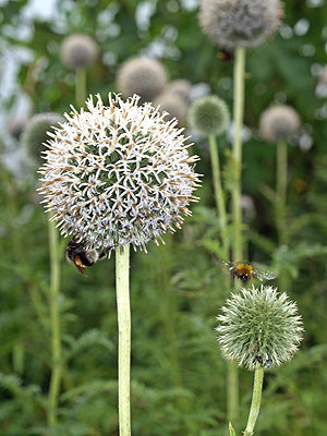 ECHINOPS MARACANDICUS