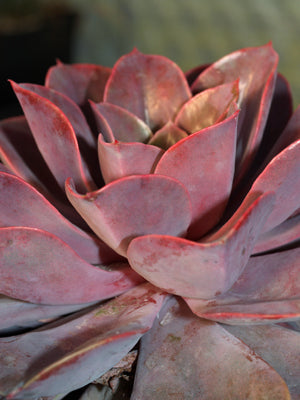 ECHEVERIA 'DUCHESS OF NUREMBERG'