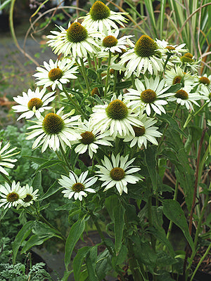 ECHINACEA PURPUREA 'ALBA'
