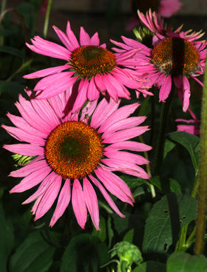 ECHINACEA PURPUREA 'RUBY GIANT'