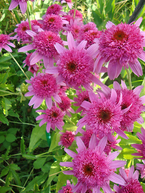 ECHINACEA PURPUREA 'RAZZMATAZZ'