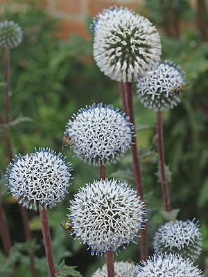ECHINOPS SPHAEROCEPHALUS 'ARCTIC GLOW'