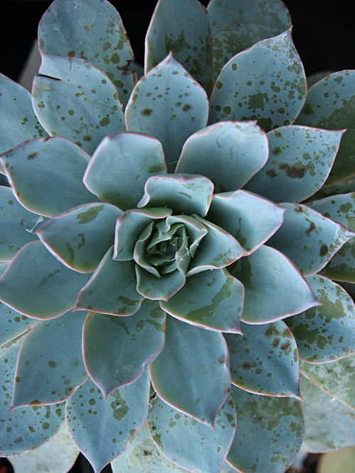 ECHEVERIA DESMETIANA