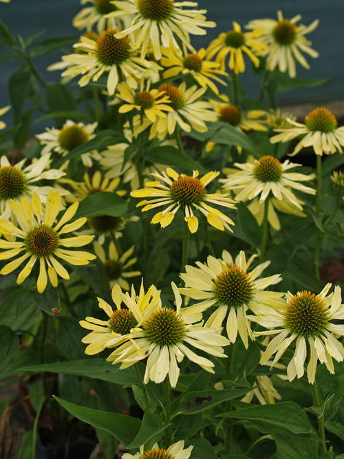 ECHINACEA 'SUNRISE'