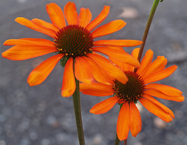 echinacea tiki torch seeds ECHINACEA 'TIKI TORCH' – Cotswold Garden Flowers