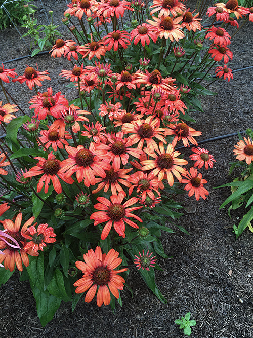 ECHINACEA (KISMET INTENSE ORANGE) 'TNECHKIOI'
