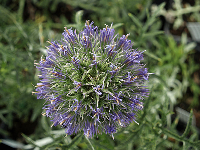 ECHINOPS STRIGOSUS