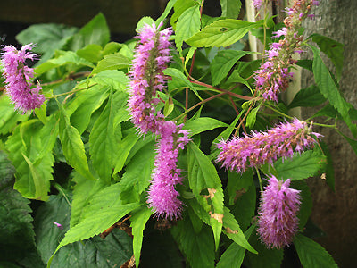 ELSCHOLTZIA STAUNTONII