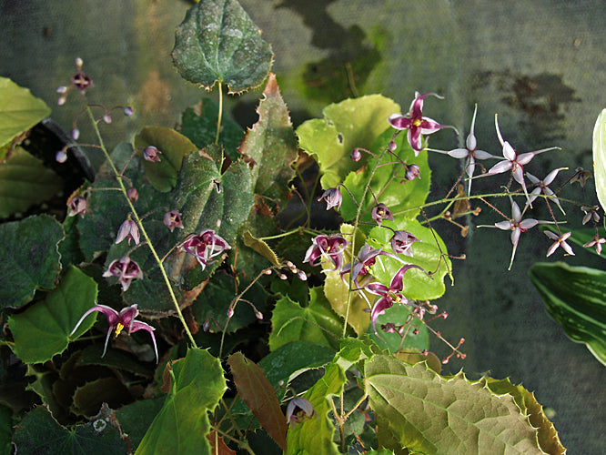 EPIMEDIUM ZHUSHANENSE