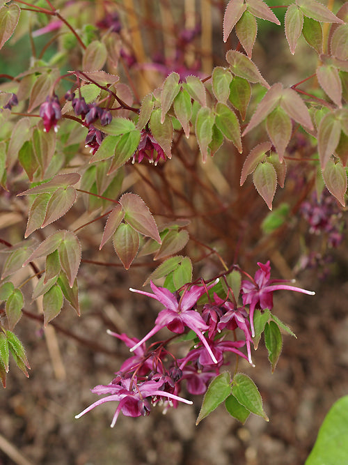 EPIMEDIUM GRANDIFLORUM 'PURPLE PRINCE'