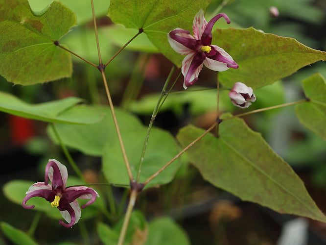 EPIMEDIUM ACUMINATUM 'NIGHT MISTRESS'