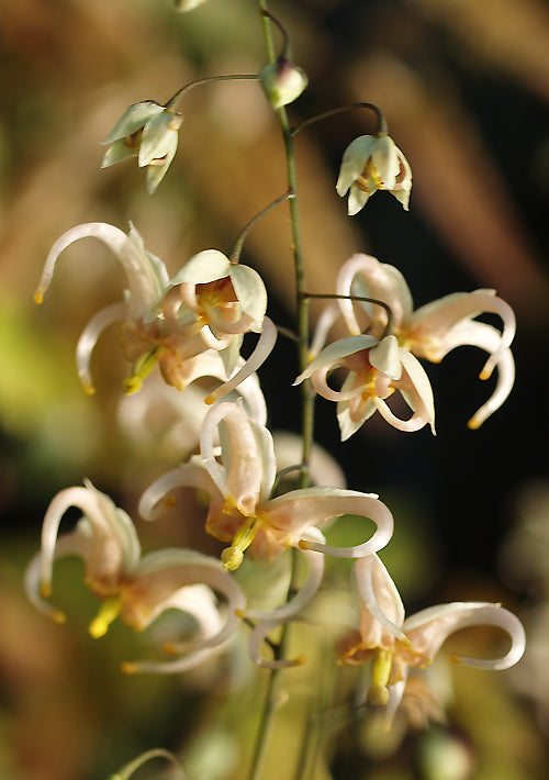 EPIMEDIUM 'SPINNERS'