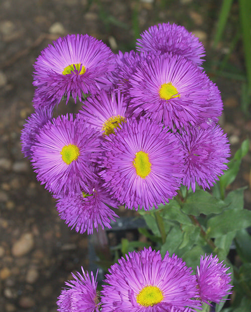 ERIGERON 'DARKEST OF ALL'