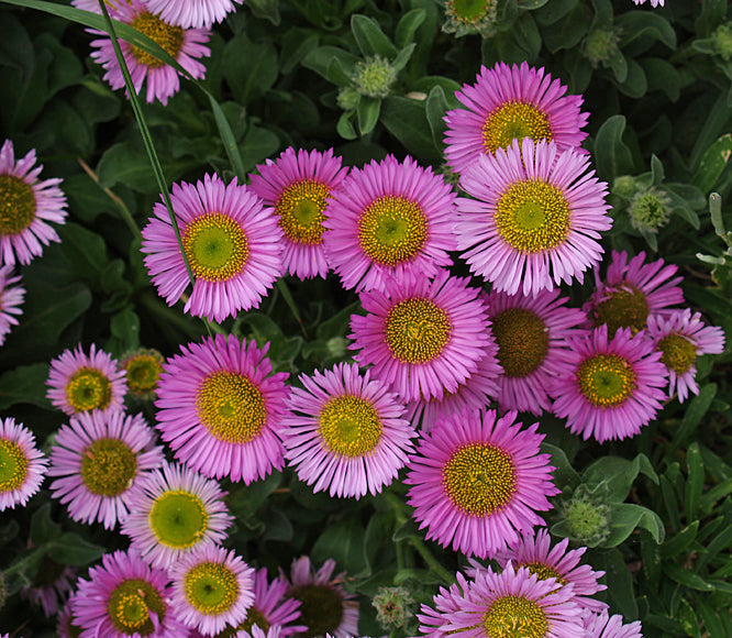 ERIGERON GLAUCUS 'ROGER RAICHE'