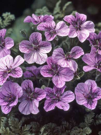 ERODIUM 'FREEDOM'