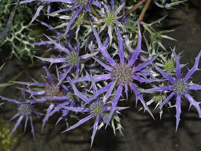 ERYNGIUM BOURGATII 'GRAHAM STUART THOMAS SELECTED FORM'