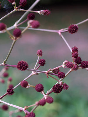 ERYNGIUM PANDANIFOLIUM 'PHYSIC PURPLE'