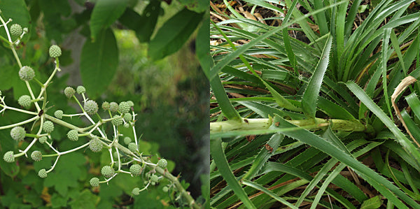 ERYNGIUM HORRIDUM RCB RA-R-5