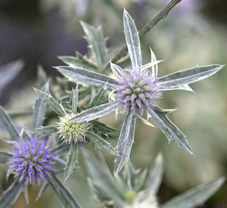 ERYNGIUM x TRIPARTITUM variegated