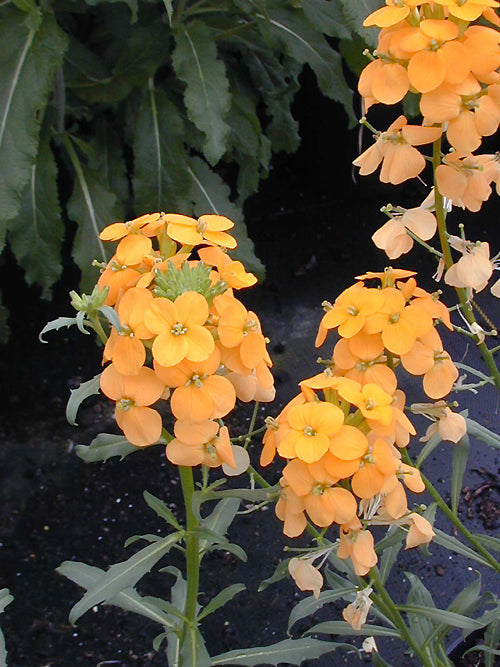 ERYSIMUM 'DAWN BREAKER'