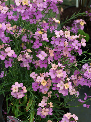 ERYSIMUM 'JENNY BROOK'