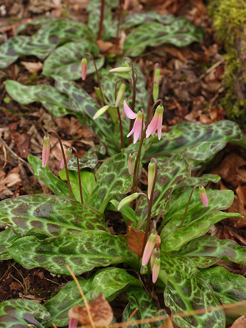 ERYTHRONIUM DENS-CANIS