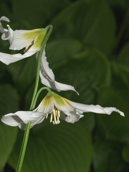 ERYTHRONIUM 'HARVINGTON SNOWGOOSE'