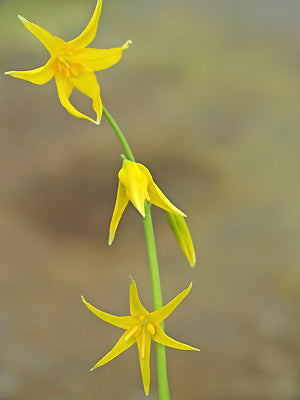 ERYTHRONIUM TUOLUMNENSE