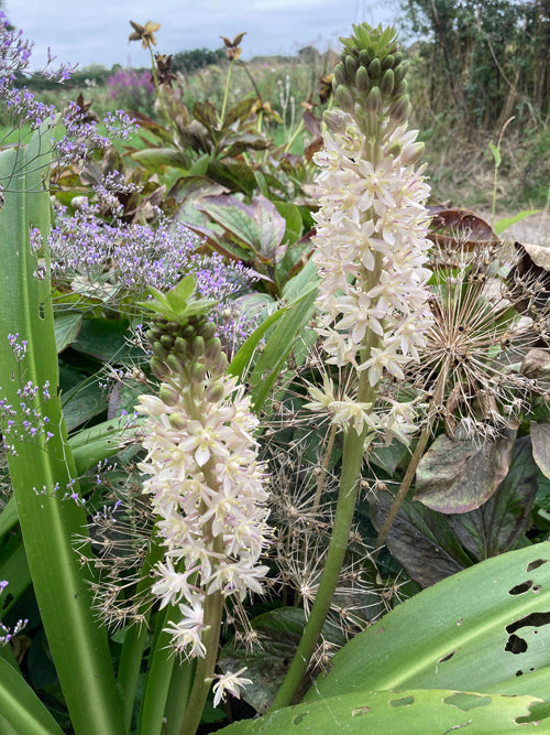 EUCOMIS AUTUMNALIS