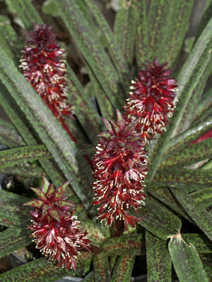 EUCOMIS VANDERMERWEI 'OCTOPUS'