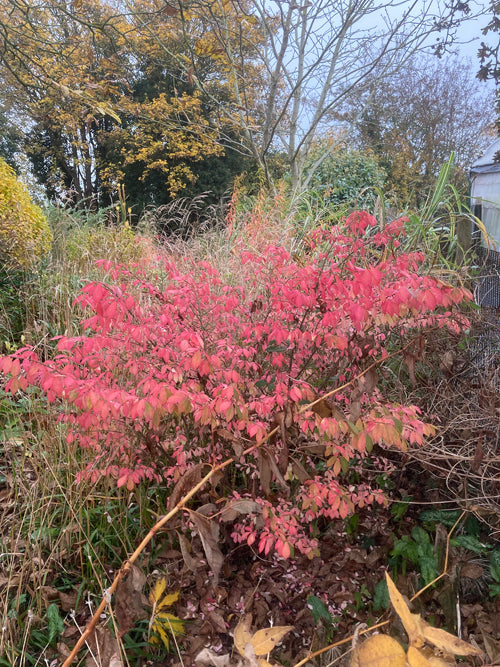 EUONYMUS ALATUS 'COMPACTUS'