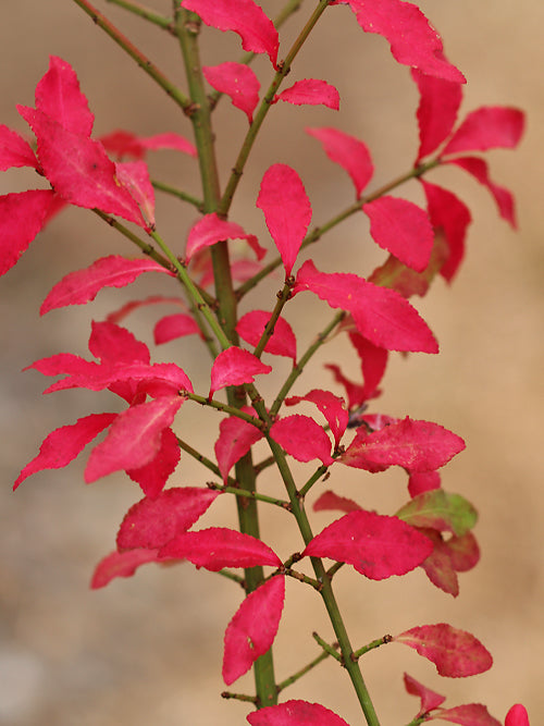 EUONYMUS ALATUS 'CILIODENTATUS'