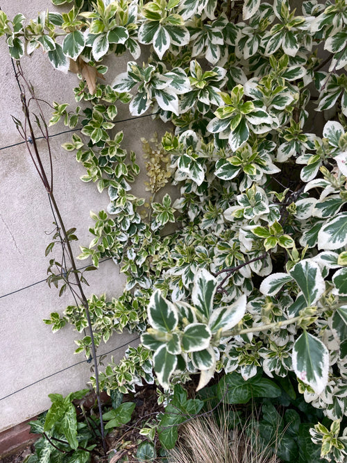 EUONYMUS FORTUNEI 'EMERALD GAIETY'