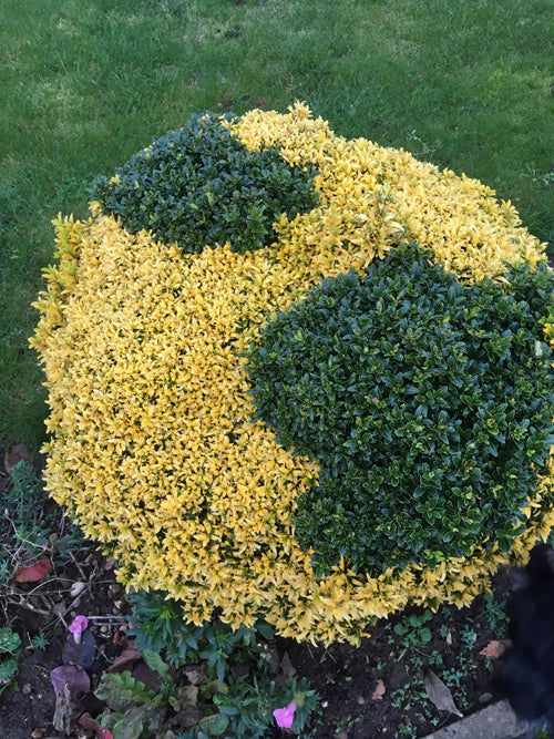 POWERS TO FLOWERS - ECHEVERIA TRIS: ORO, ARGENTO e BRONZO, 3 PIANTE POWERS TO FLOWERS - ECHEVERIA TRIS: ORO, ARGENTO e BRONZO, 3 PIANTE
