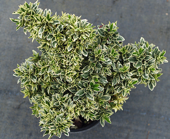 EUONYMUS JAPONICUS 'STEPHEN JACKSON'