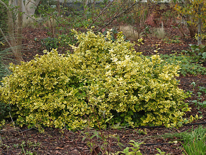 EUONYMUS FORTUNEI 'VARIEGATUS'