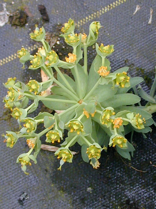 EUPHORBIA BROTEROI