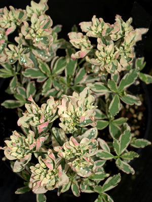 EUPHORBIA EPITHYMOIDES 'FIRST BLUSH'