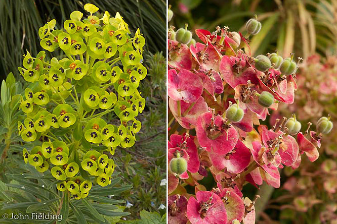 EUPHORBIA CHARACIAS 'DARK EYES'