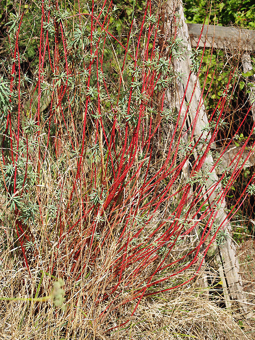 EUPHORBIA CERATOCARPA 'ISNELLO'