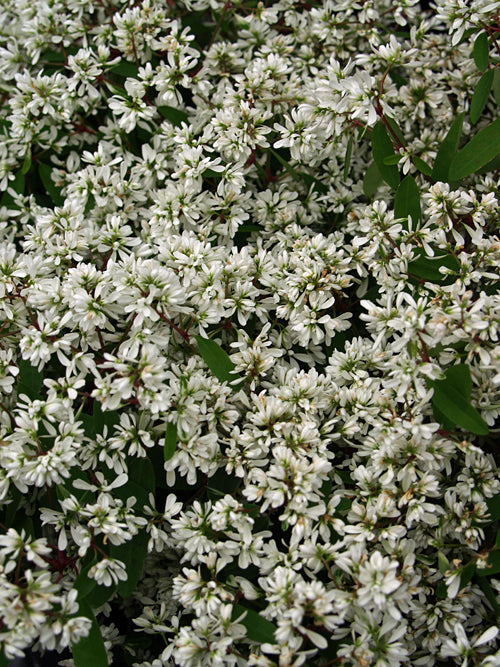 EUPHORBIA HYPERICIFOLIA 'DIAMOND STAR'