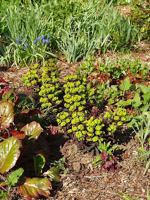 EUPHORBIA 'EFANTHIA'
