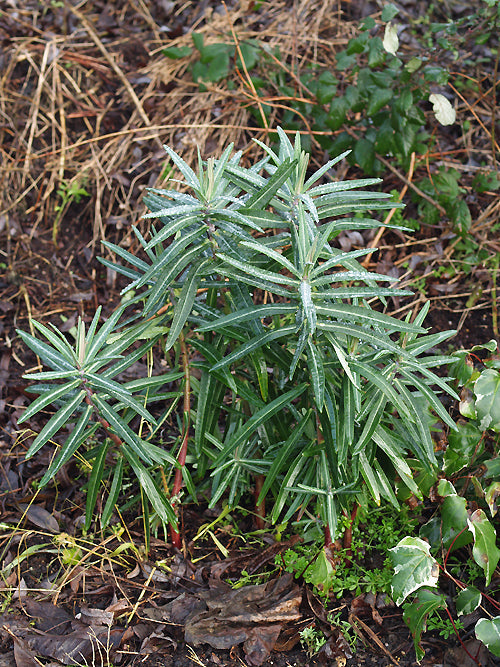 Euphorbia lathyris