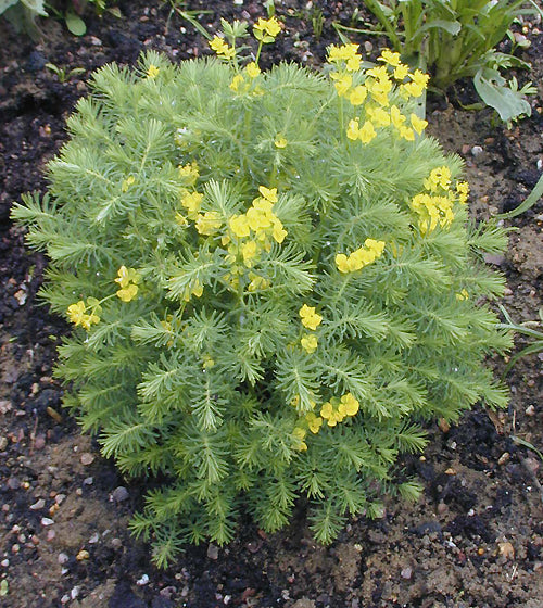 EUPHORBIA CYPARYSSIAS 'ORANGE MAN'