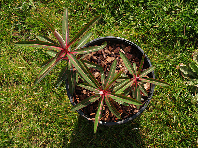 EUPHORBIA SIKKIMENSIS 'CRÛG CONTRAST'