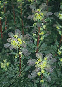 EUPHORBIA AMYGDALOIDES 'WELSH DRAGON'