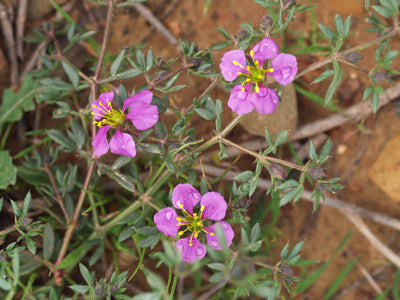 FAGONIA CRETICA B&F MA-15