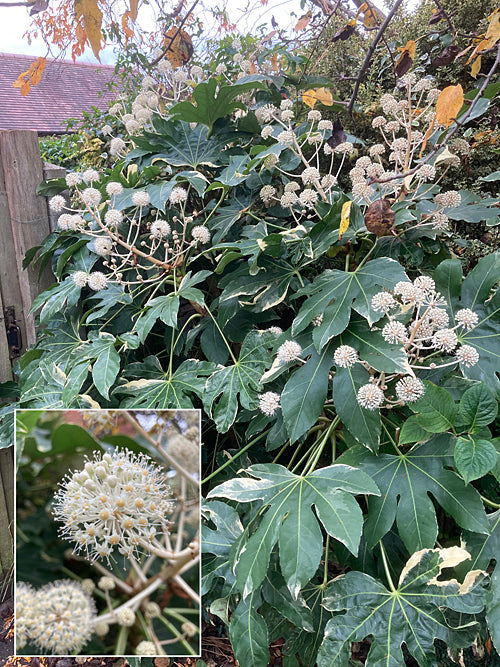 FATSIA JAPONICA 'VARIEGATA'