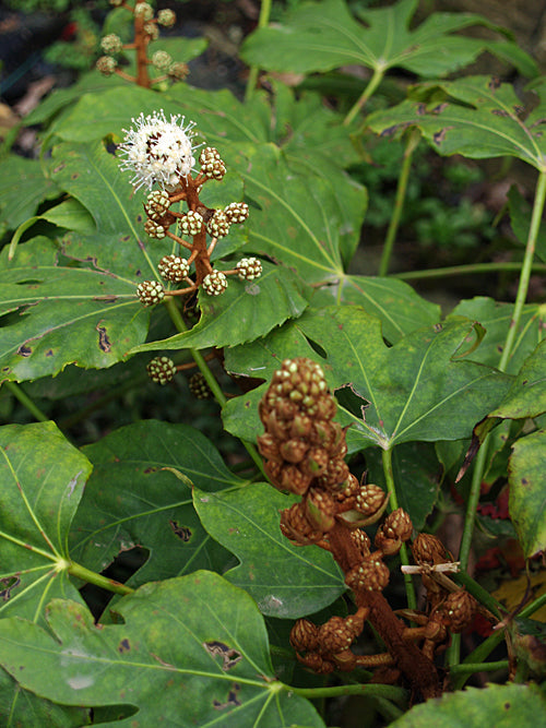 FATSIA POLYCARPA